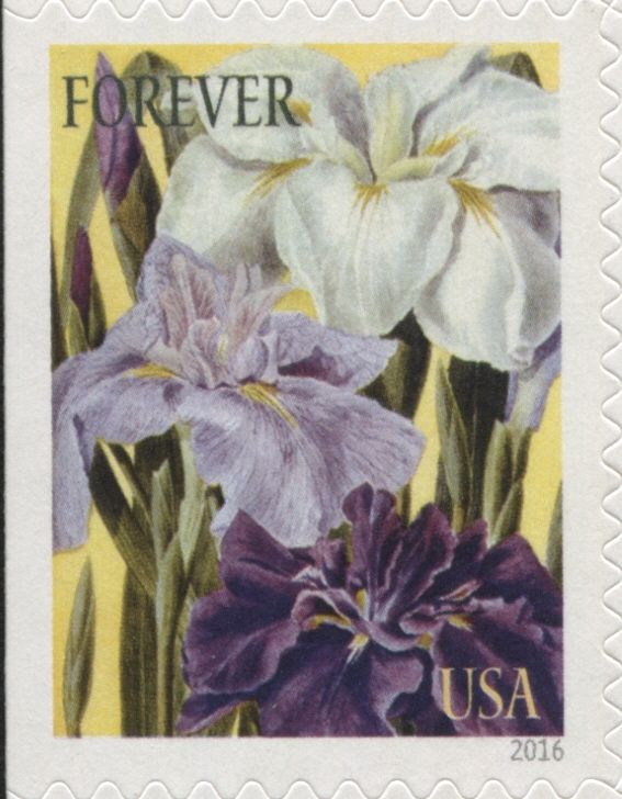 Botanical Art - Japanese Iris