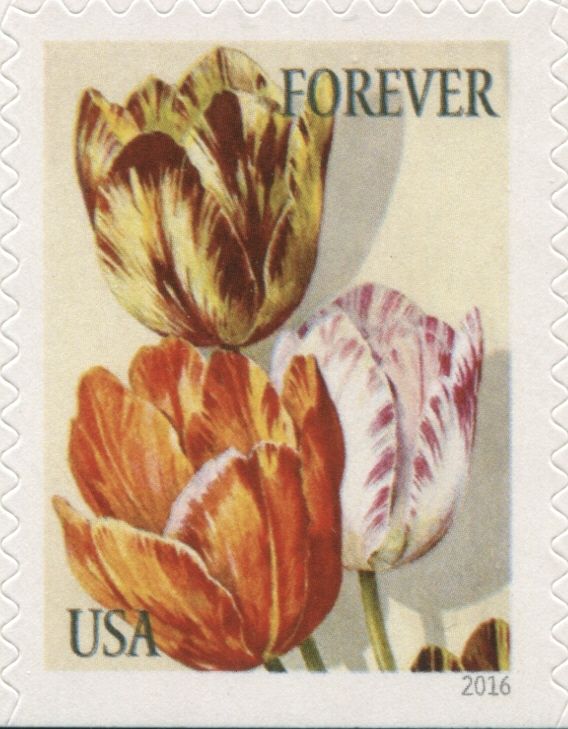Botanical Art - Tulips