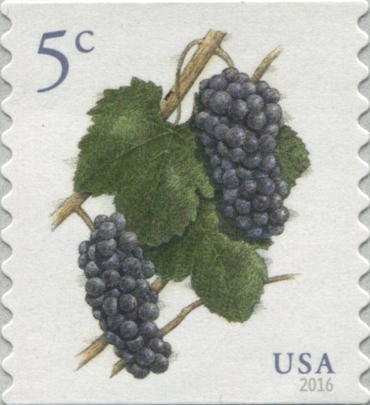 Grapes