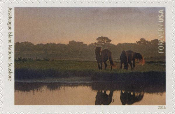 Assateague Island National Seashore, Mustangs
