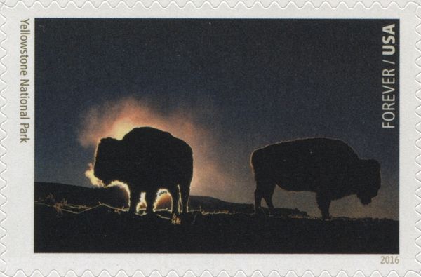 Yellowstone National Park, American Bison (Bos bison)