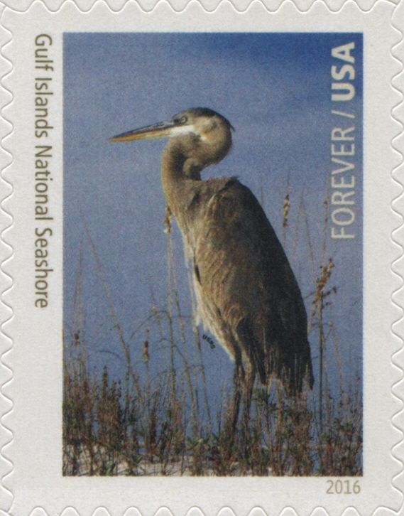 Great Blue Heron (Ardea herodias wardi), Gulf Islands