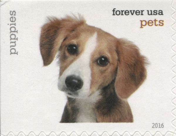 Puppies (Canis lupus familiaris)