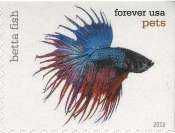 Siamese Fighting Fish (Betta splendens)