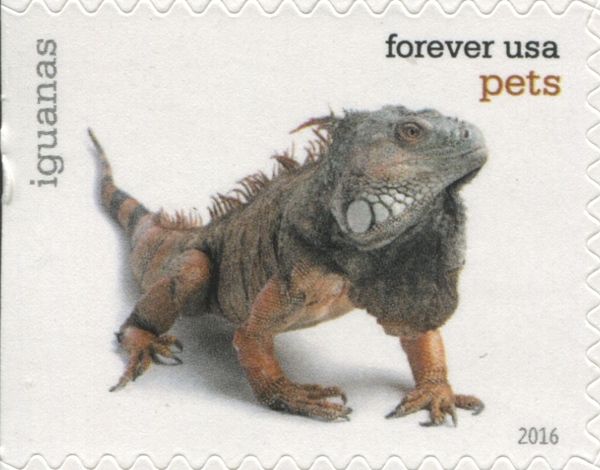 Iguana (Iguana sp.)