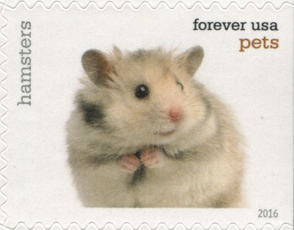 Syrian Hamster (Mesocricetus auratus)