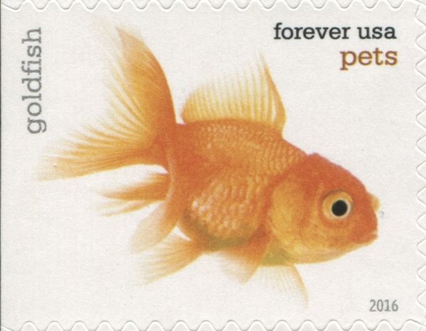Goldfish (Carassius auratus auratus)