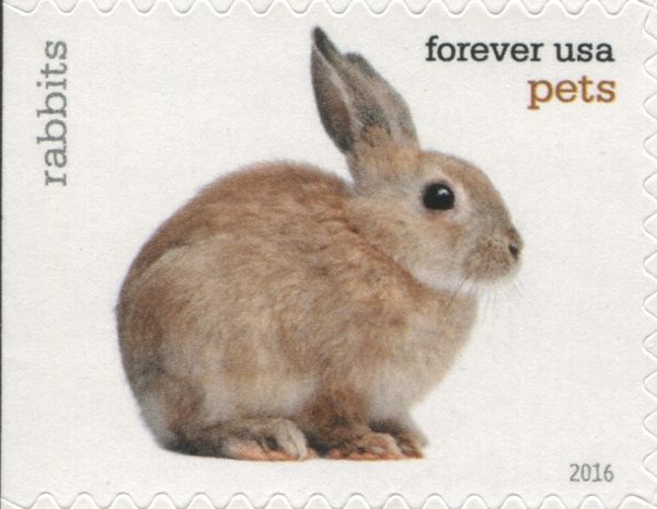 Rabbit (Oryctolagus cuniculus forma domestica)