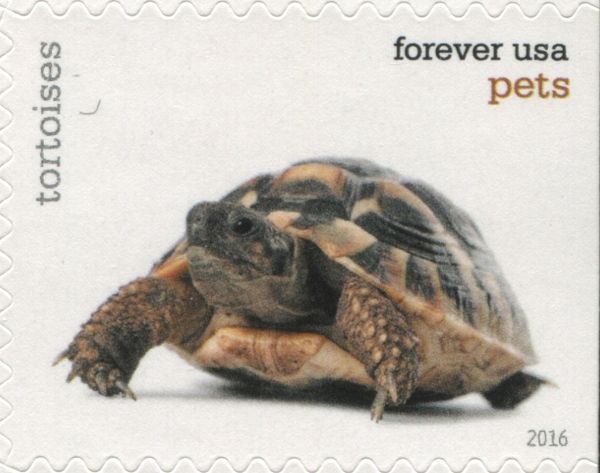 Tortoise
