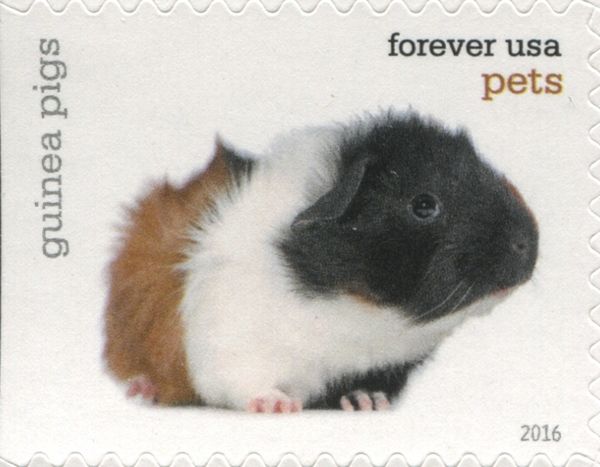 Domestic Guinea Pig (Cavia porcellus)