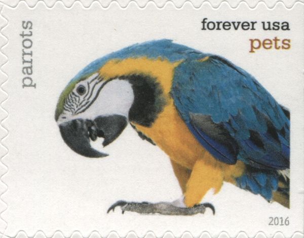 Blue-and-yellow Macaw (Ara ararauna),