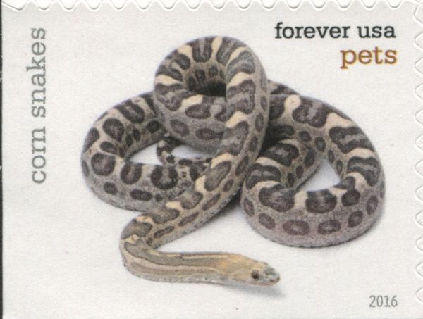 Corn Snake (Pantherophis guttatus)