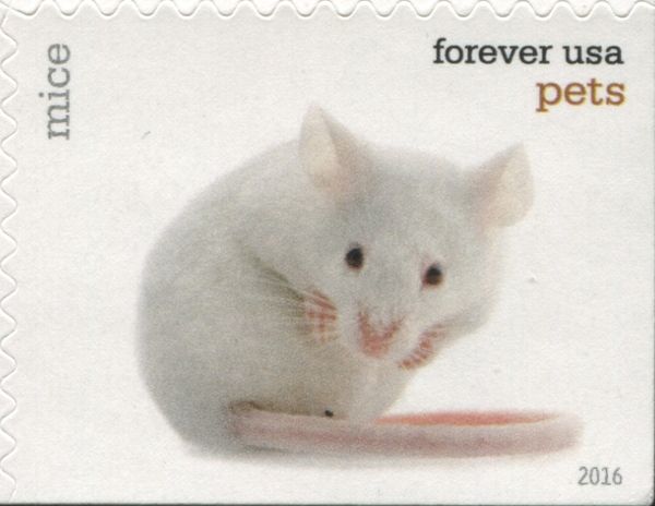House Mouse (Mus musculus f. domestica)