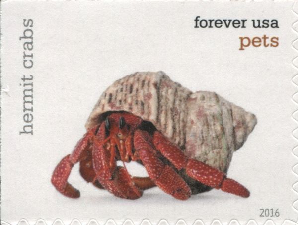 Hermit Crab (Dardanus sp.)