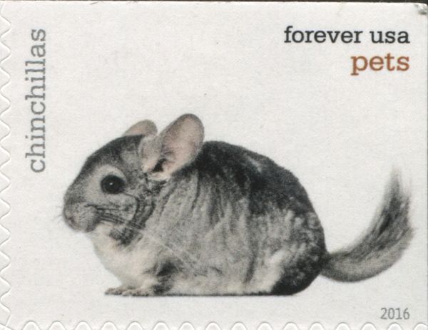 Chinchilla (Chinchilla sp.)
