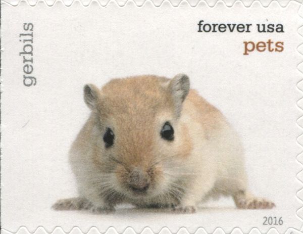 Mongolian Gerbil (Meriones unguiculatus)