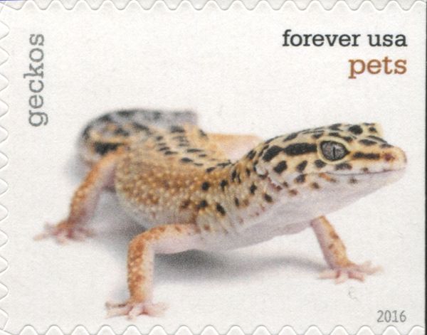 Gecko (Infraorder: Gekkota)