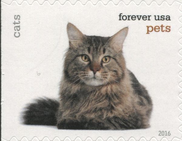 Cat (Felis silvestris catus)