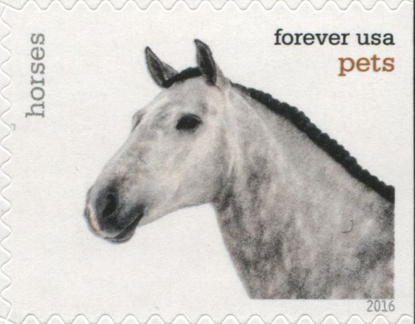 Horse (Equus ferus caballus)