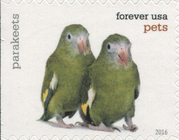 White-winged Parakeet (Brotogeris versicolurus)