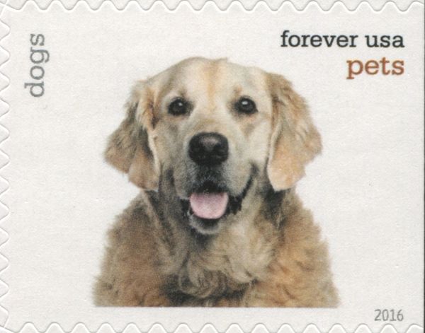 Dog (Canis lupus familiaris)