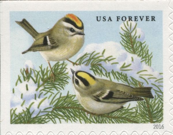 Golden-crowned Kinglet (Regulus satrapa)