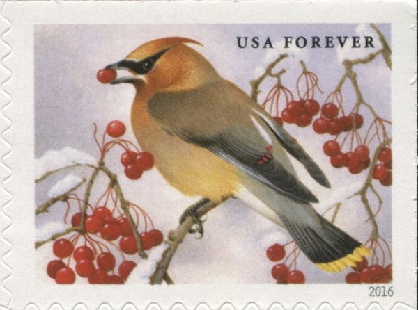 Cedar Waxwing (Bombycilla cedrorum)