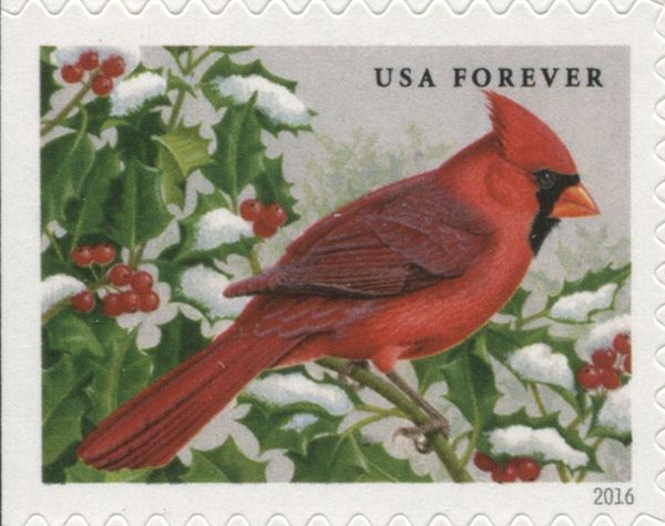 Northern Cardinal (Cardinalis cardinalis)