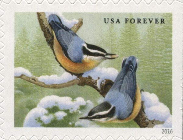 Red-breasted Nuthatch (Sitta canadensis)