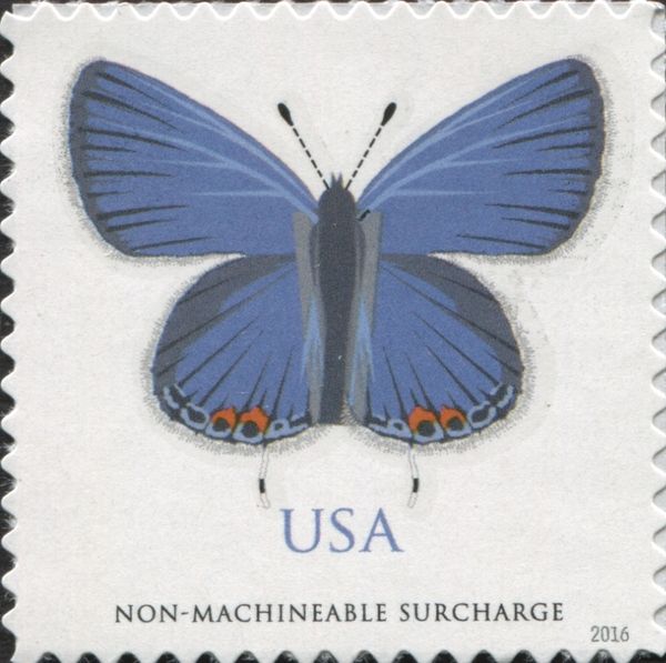Eastern Tailed Blue (Cupido comyntas)