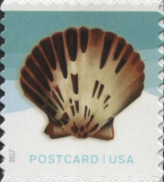 Pacific Calico Scallop (Argopecten ventricosus)