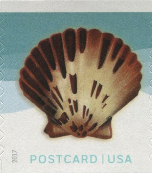 Pacific Calico Scallop (Argopecten ventricosus)