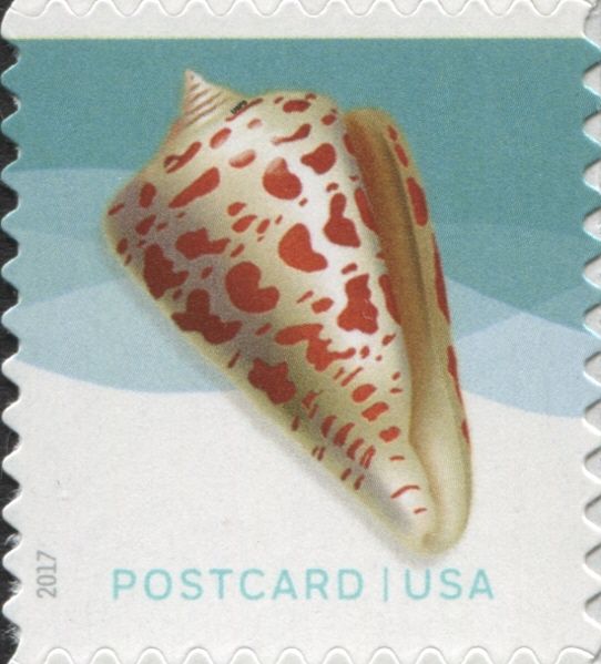 Alphabet Cone (Conus spurius)