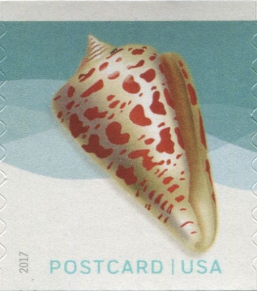 Alphabet Cone (Conus spurius)