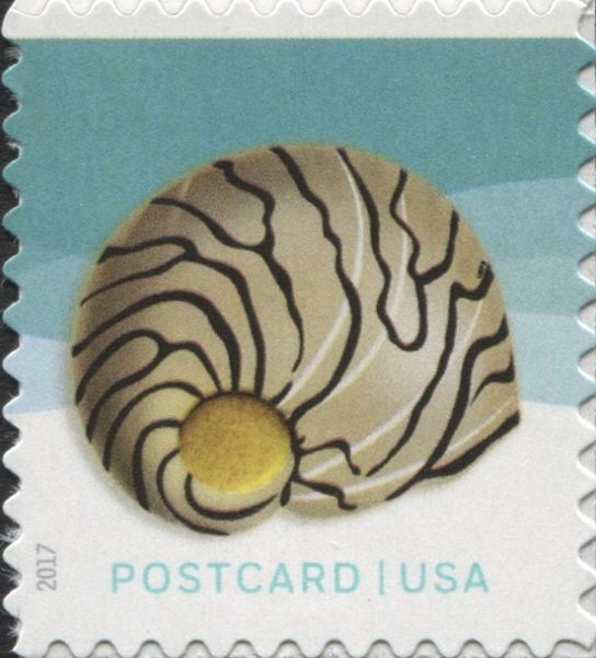 Spotted Nerite (Vittina natalensis)