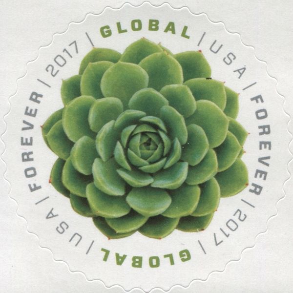 Green Succulent Global Forever