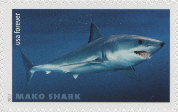 Shortfin Mako Shark (Isurus oxyrinchus)