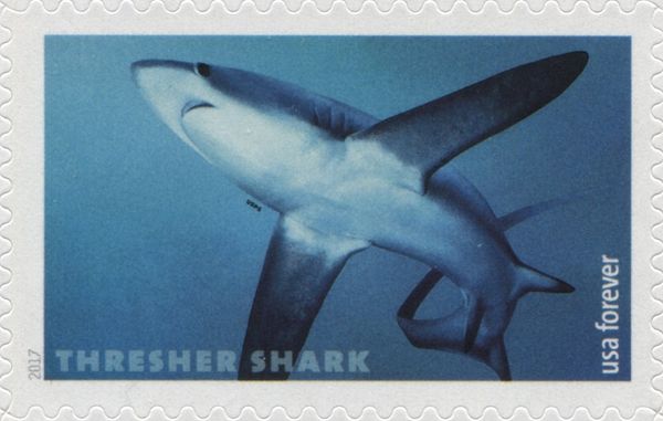 Pelagic Thresher (Alopias pelagicus)