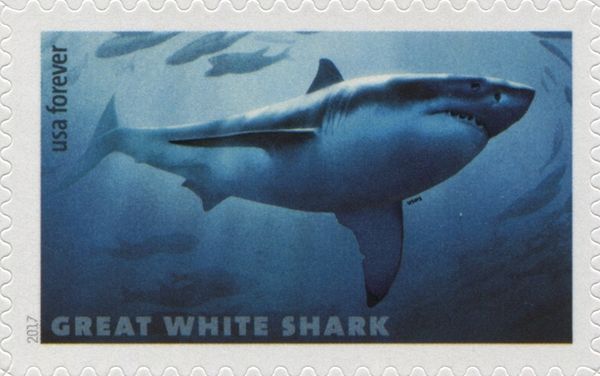 Great White Shark (Carcharodon carcharias)