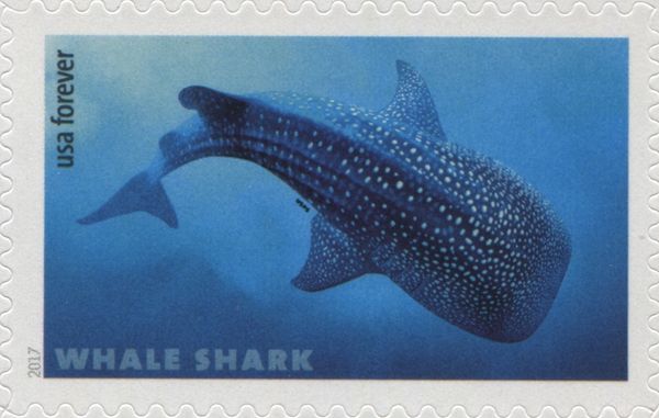 Whale Shark (Rhincodon typus)