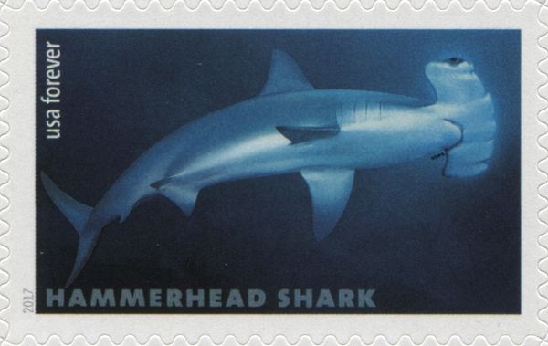 Scalloped Hammerhead (Sphyrna lewini)