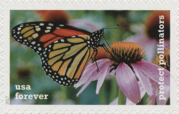 Monarch on Purple Coneflower