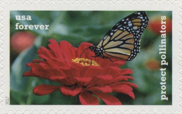 Monarch on Elegant Zinnia