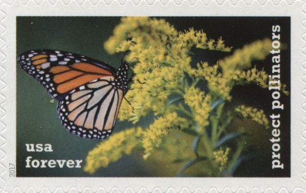 Monarch on Giant Goldenrod
