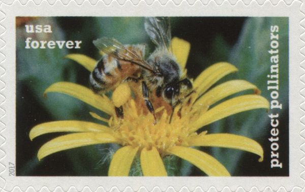 Western Honey Bee on Chamois Ragwort