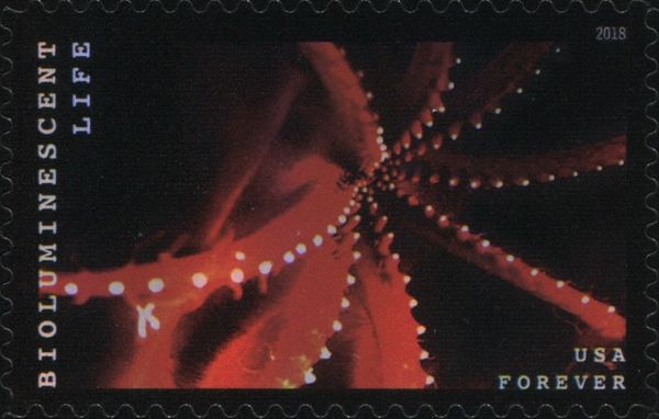 Bioluminescent Life: Deep-ocean Octopus