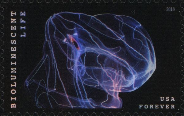 Bioluminescent Life: Deep-sea Comb Jellyfish