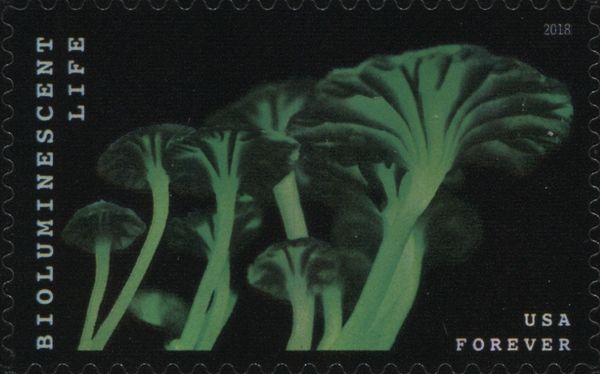 Bioluminescent Life: Mushroom