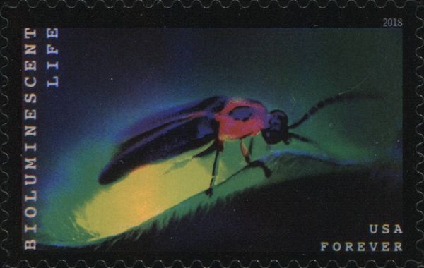 Bioluminescent Life: Firefly