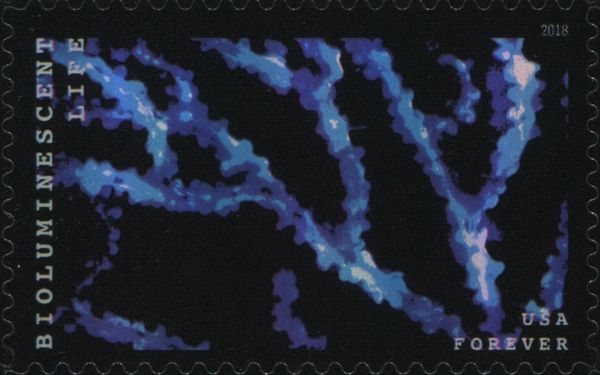 Bioluminescent Life: Bamboo Coral